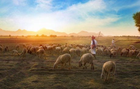 חייו של רועה צאן