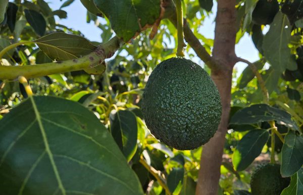 אבולוציה בפרדס