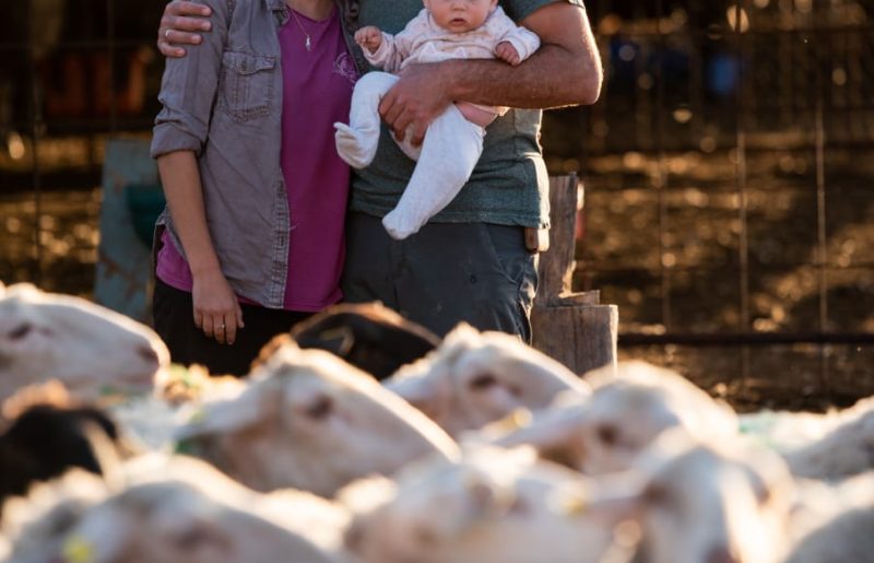 חלוצים מודל 2026