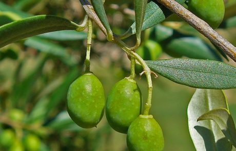 סערה בעץ זית