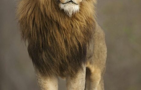 מנגנונים מגוייסים