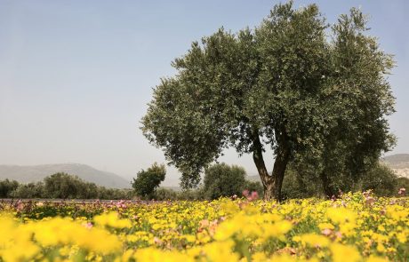 "לא ויתרנו על אף קלח": המרד של הגליל נגד טרור הפרוטקשן